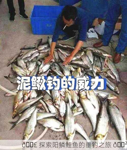 🎣 探索阳鳞鲑鱼的垂钓之旅 🍲