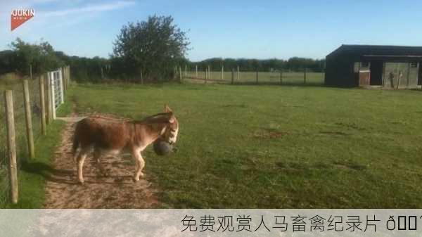 免费观赏人马畜禽纪录片 🐴
