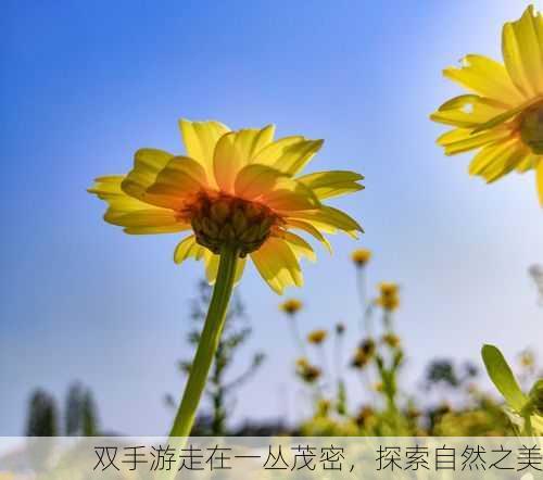 双手游走在一丛茂密，探索自然之美