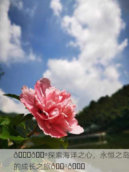 🌊🌺探索海洋之心，永恒之岛的成长之旅🌺🌊