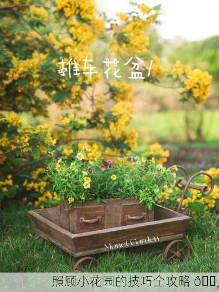 照顾小花园的技巧全攻略 🌸