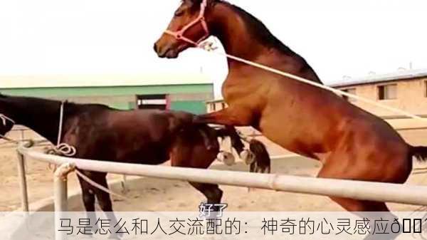 马是怎么和人交流配的：神奇的心灵感应🐴