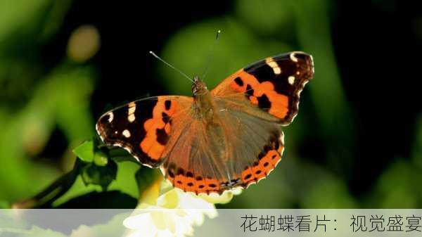 花蝴蝶看片：视觉盛宴