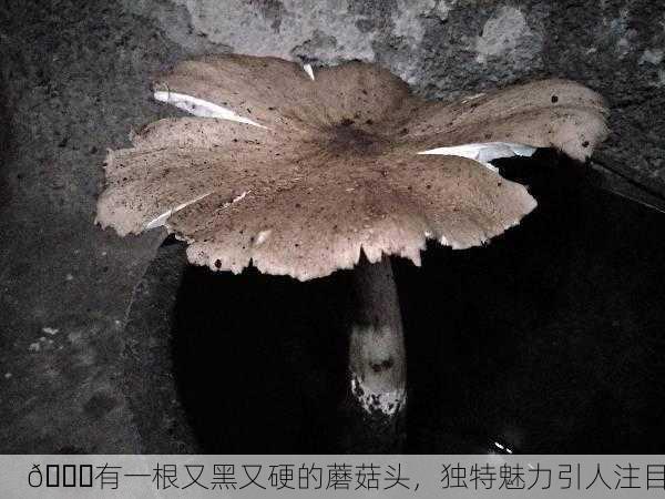 🍄有一根又黑又硬的蘑菇头，独特魅力引人注目