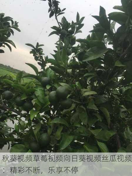 秋葵视频草莓视频向日葵视频丝瓜视频：精彩不断，乐享不停