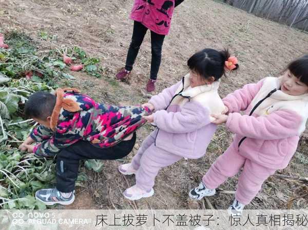 床上拔萝卜不盖被子：惊人真相揭秘