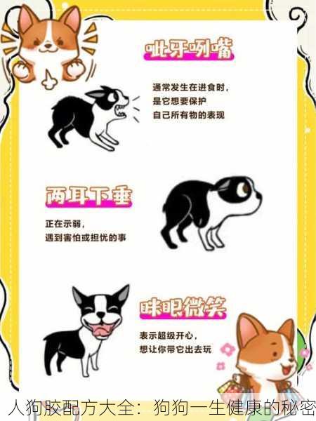 人狗胶配方大全：狗狗一生健康的秘密