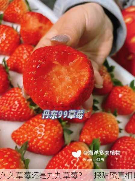 久久草莓还是九九草莓？一探甜蜜真相！