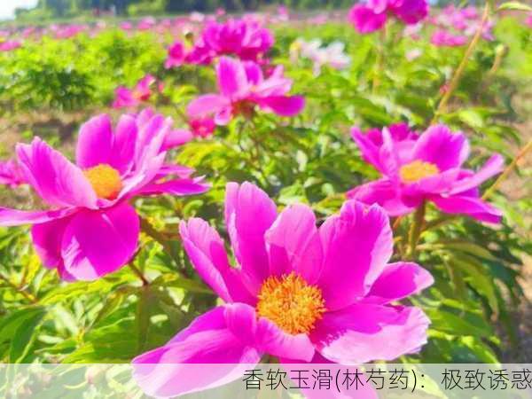 香软玉滑(林芍药)：极致诱惑
