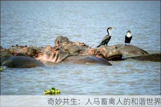 奇妙共生：人马畜禽人的和谐世界