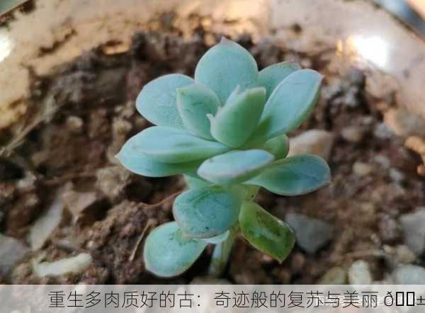 重生多肉质好的古：奇迹般的复苏与美丽 🌱