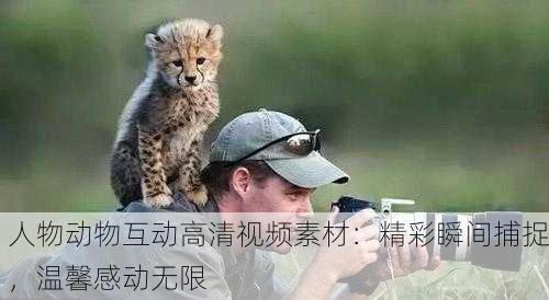 人物动物互动高清视频素材：精彩瞬间捕捉，温馨感动无限