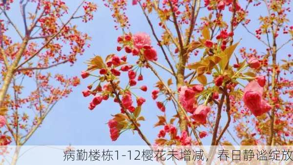 病勤楼栋1-12樱花未增减，春日静谧绽放