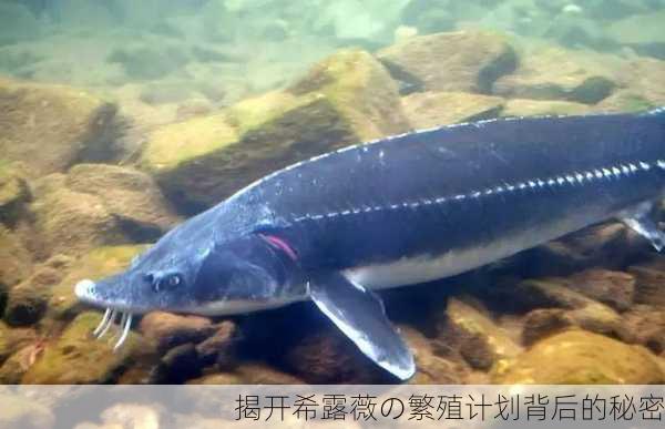 揭开希露薇の繁殖计划背后的秘密