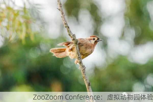 ZooZoom Conference：虚拟动物园体验