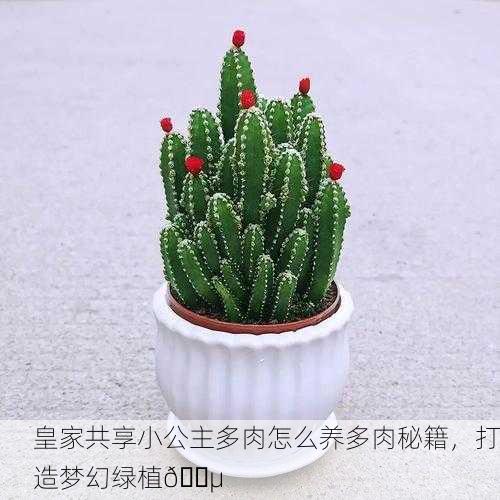 皇家共享小公主多肉怎么养多肉秘籍，打造梦幻绿植🌵