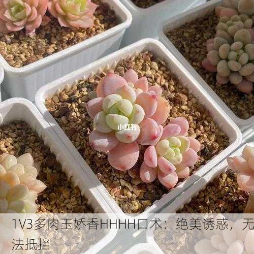 1V3多肉玉娇香HHHH口术：绝美诱惑，无法抵挡