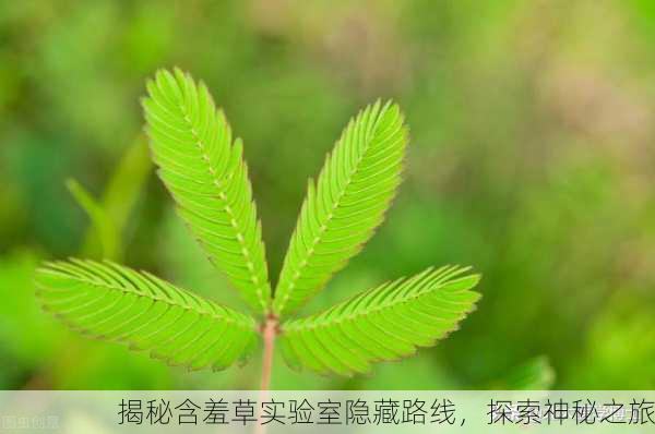 揭秘含羞草实验室隐藏路线，探索神秘之旅