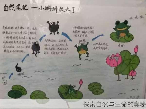 探索自然与生命的奥秘