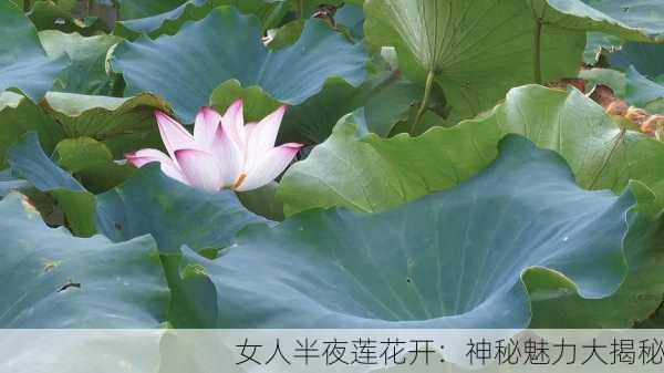 女人半夜莲花开：神秘魅力大揭秘