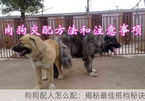 狗狗配人怎么配：揭秘最佳搭档秘诀