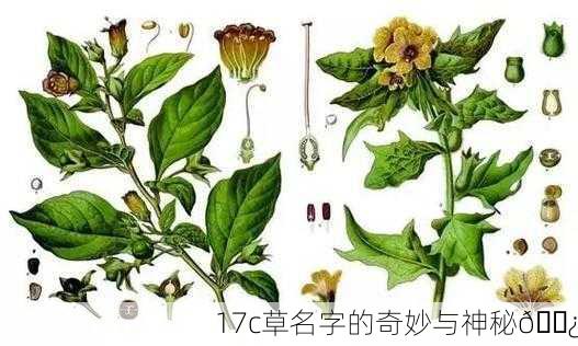 17c草名字的奇妙与神秘🌿