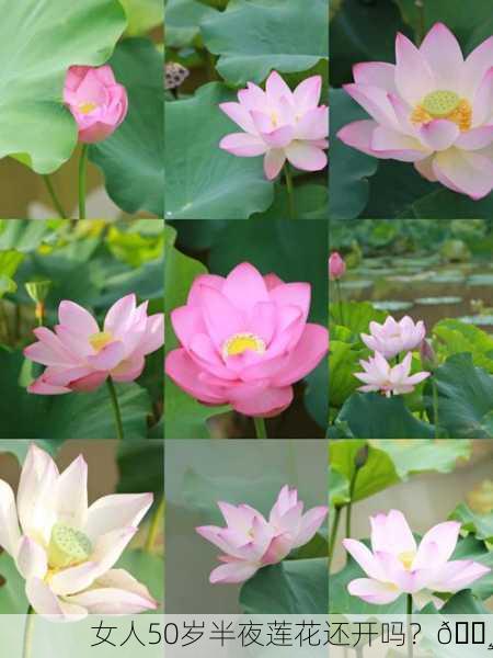 女人50岁半夜莲花还开吗？🌸