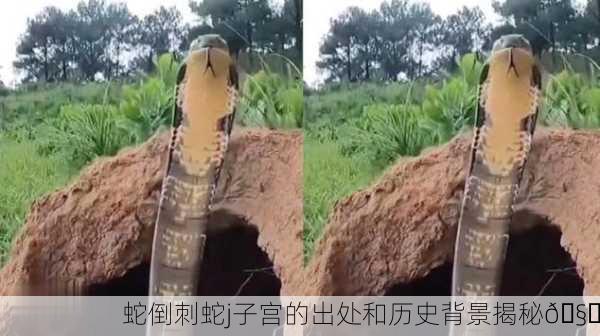 蛇倒刺蛇j子宫的出处和历史背景揭秘🧐