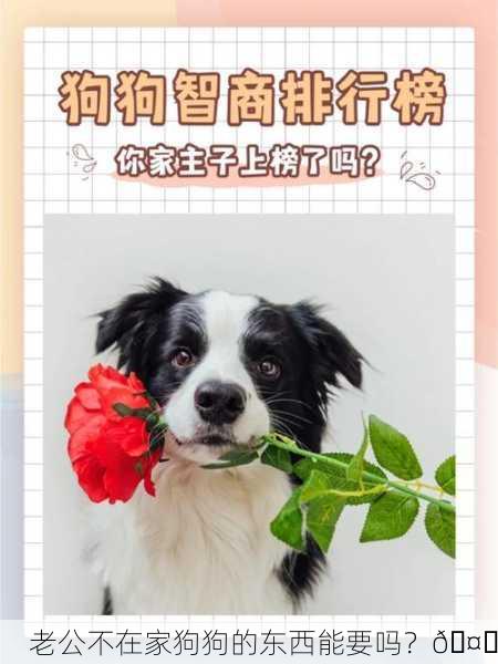 老公不在家狗狗的东西能要吗？🤔