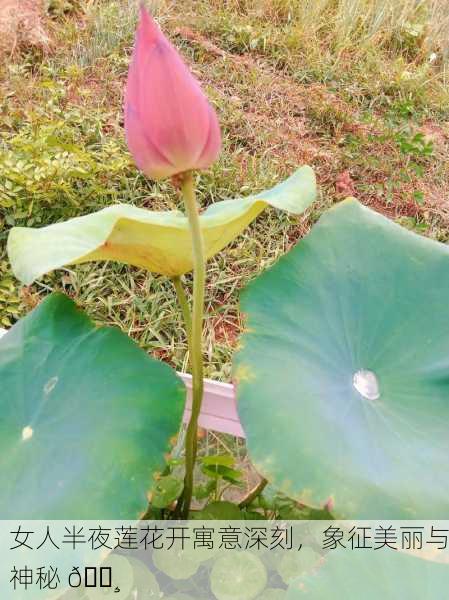 女人半夜莲花开寓意深刻，象征美丽与神秘 🌸