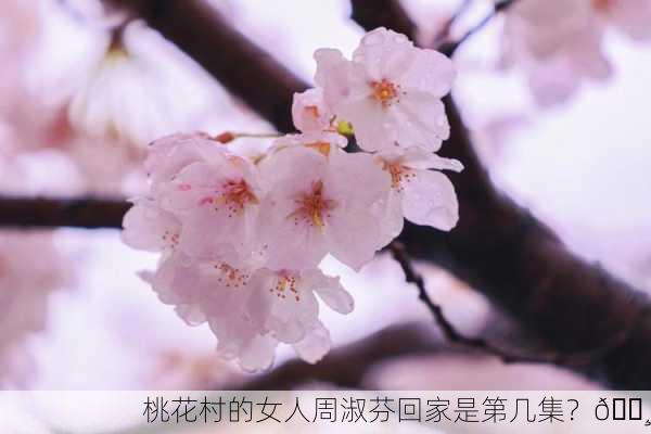 桃花村的女人周淑芬回家是第几集？🌸