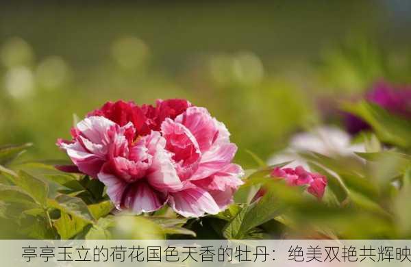 亭亭玉立的荷花国色天香的牡丹：绝美双艳共辉映