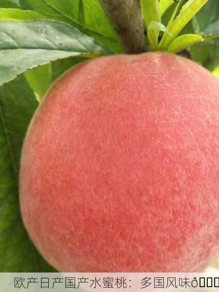 欧产日产国产水蜜桃：多国风味🍑