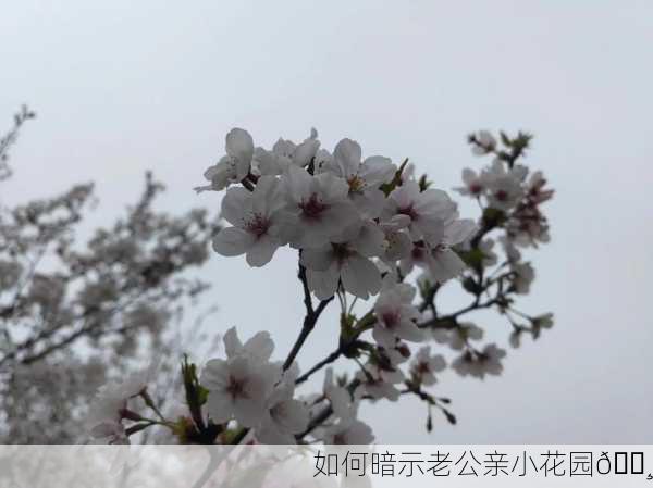 如何暗示老公亲小花园🌸