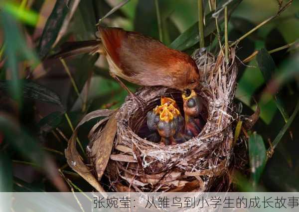 张婉莹：从雏鸟到小学生的成长故事