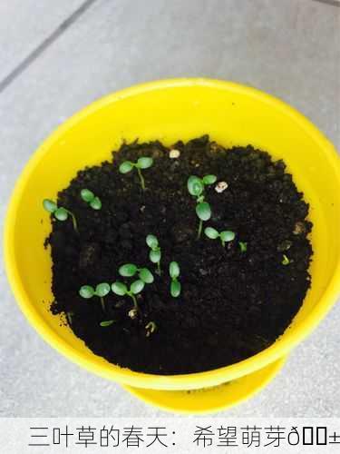 三叶草的春天：希望萌芽🌱