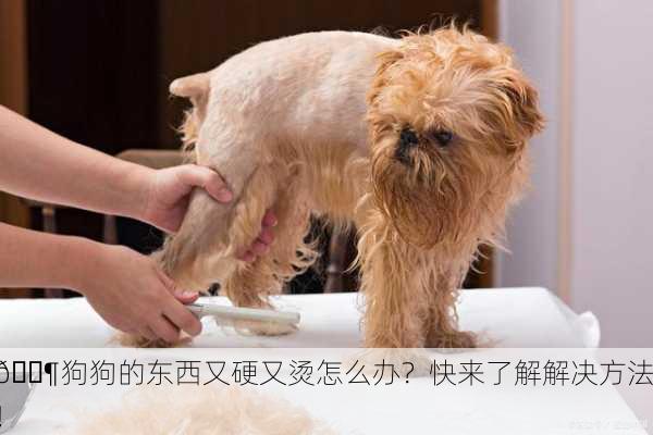 🐶狗狗的东西又硬又烫怎么办？快来了解解决方法！