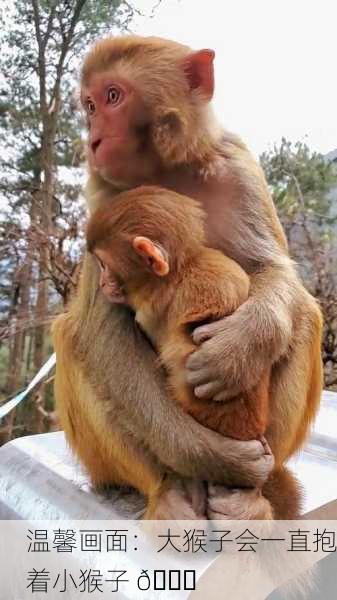 温馨画面：大猴子会一直抱着小猴子 🐒