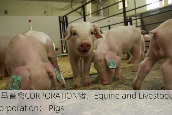 人马畜禽CORPORATION猪，Equine and Livestock Corporation： Pigs