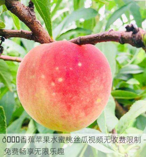 🍑香蕉苹果水蜜桃丝瓜视频无收费限制 - 免费畅享无限乐趣