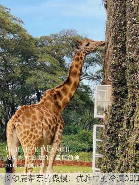 长颈鹿蒂奈的傲慢：优雅中的冷漠🦒