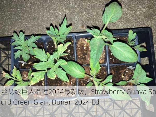 草莓芭乐丝瓜绿巨人榴莲2024最新版，Strawberry Guava Sponge Gourd Green Giant Durian 2024 Edition