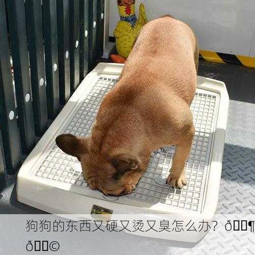 狗狗的东西又硬又烫又臭怎么办？🐶💩