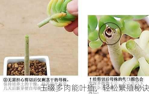玉缀多肉能叶插，轻松繁殖秘诀