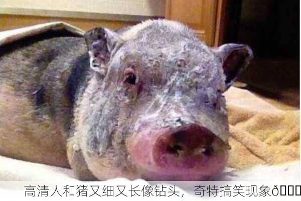 高清人和猪又细又长像钻头，奇特搞笑现象😂