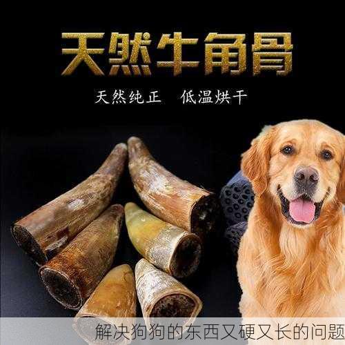 解决狗狗的东西又硬又长的问题