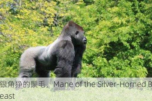 银角狰的鬃毛，Mane of the Silver-Horned Beast