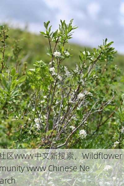 野花社区www中文新搜索，Wildflower Community www Chinese New Search