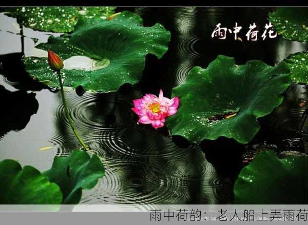 雨中荷韵：老人船上弄雨荷