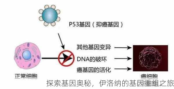 探索基因奥秘，伊洛纳的基因重组之旅
